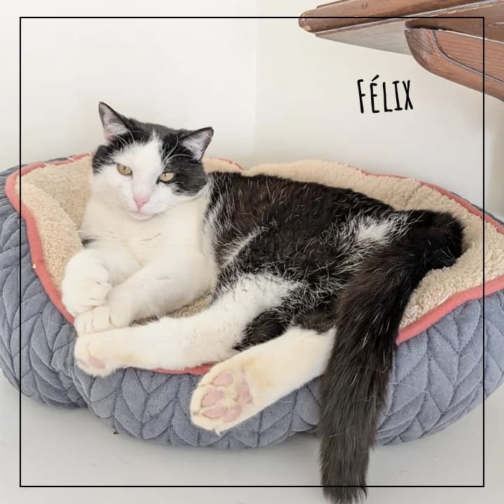 Félix, male Mixed Breed for adoption at Adopte 1 Chat