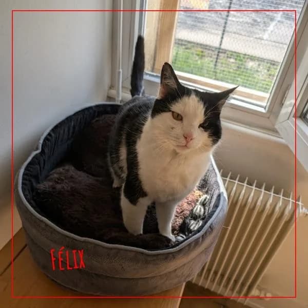 Félix, male Mixed Breed for adoption at Adopte 1 Chat — photo 3 of 4