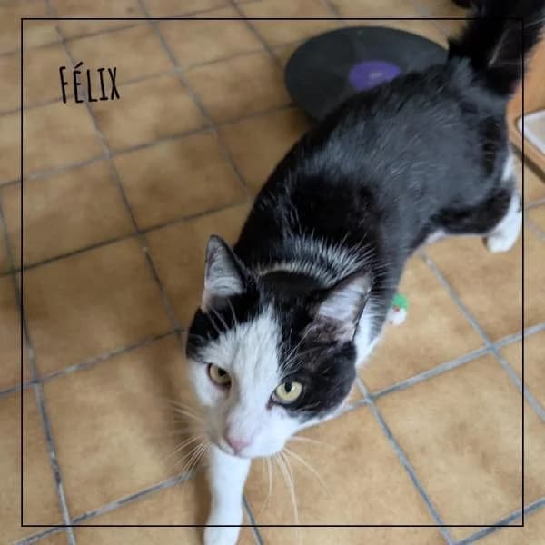 Félix, male Mixed Breed for adoption at Adopte 1 Chat — photo 4 of 4