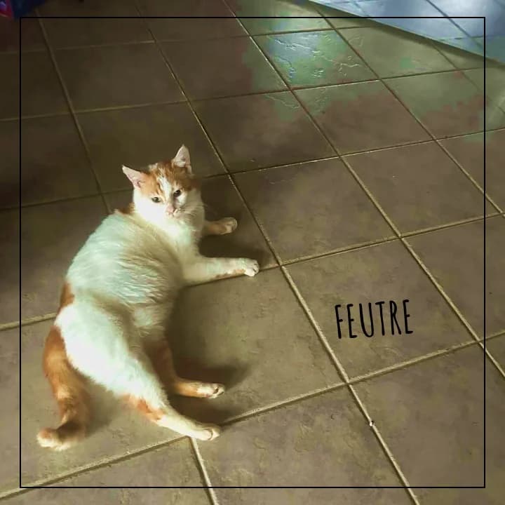 Feutre, male Mixed Breed for adoption at Adopte 1 Chat