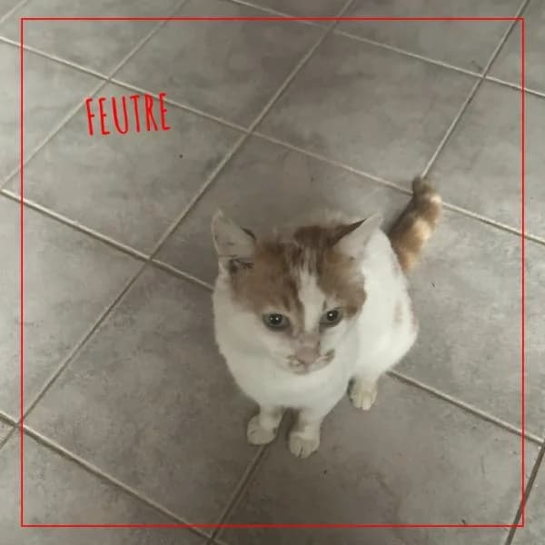 Feutre, male Mixed Breed for adoption at Adopte 1 Chat — photo 3 of 3