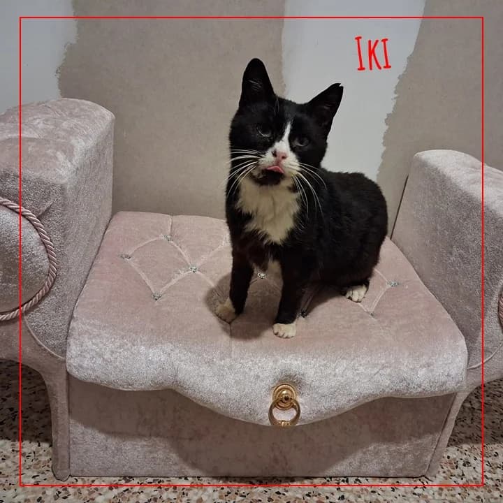 Iki, female Mixed Breed for adoption at Adopte 1 Chat