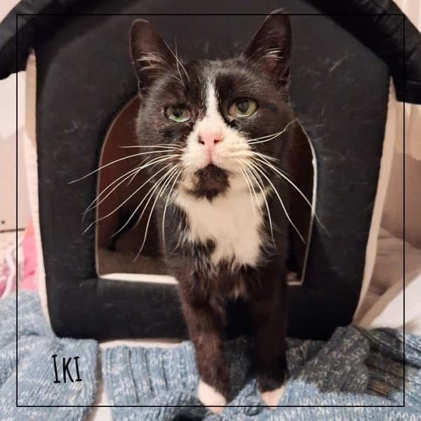 Iki, female Mixed Breed for adoption at Adopte 1 Chat — photo 2 of 5