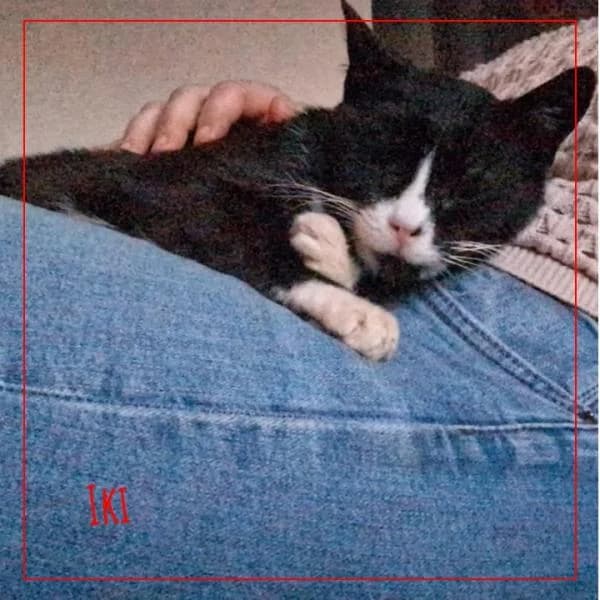 Iki, female Mixed Breed for adoption at Adopte 1 Chat — photo 3 of 5