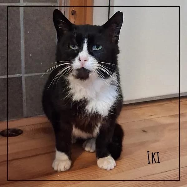 Iki, female Mixed Breed for adoption at Adopte 1 Chat — photo 4 of 5