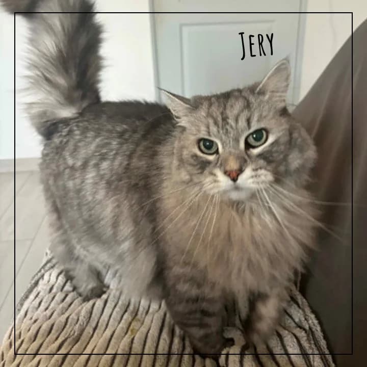 Jery, male Mixed Breed for adoption at Adopte 1 Chat