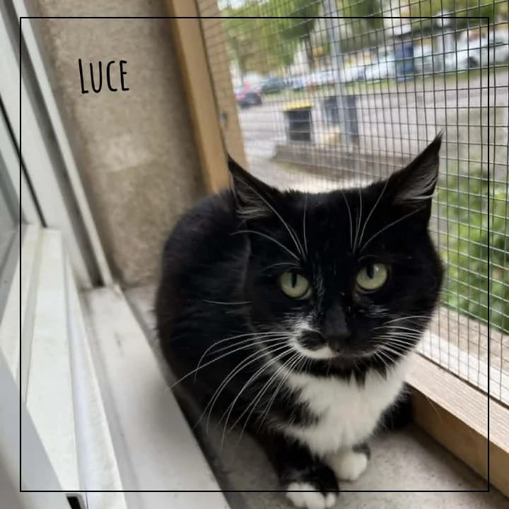Luce, female Mixed Breed for adoption at Adopte 1 Chat