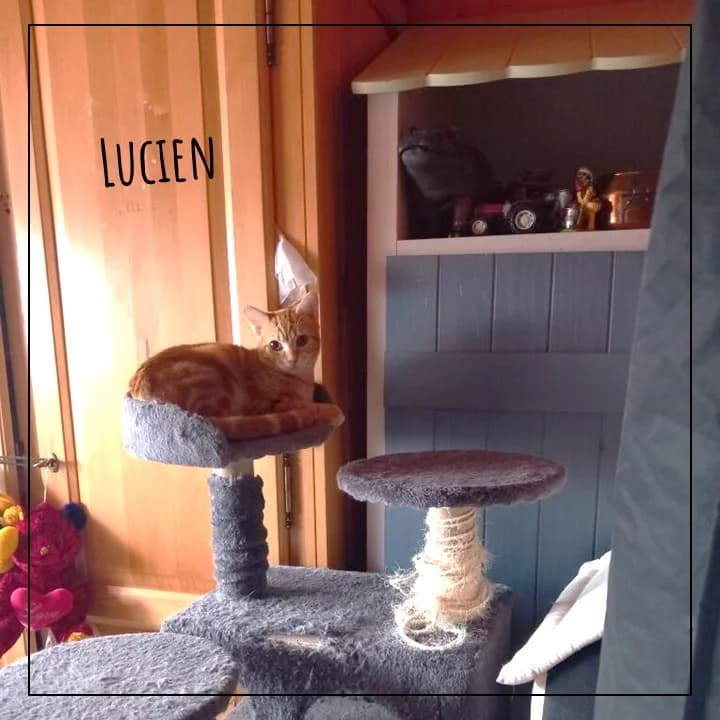 Lucien, male Mixed Breed for adoption at Adopte 1 Chat