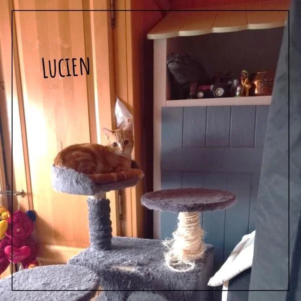 Lucien, male Mixed Breed for adoption at Adopte 1 Chat — photo 2 of 2