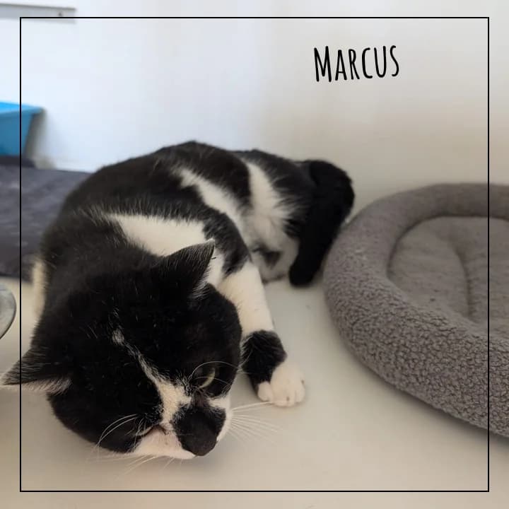 Marcus, male Mixed Breed for adoption at Adopte 1 Chat