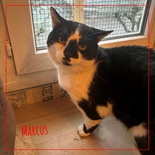 Marcus, male Mixed Breed for adoption at Adopte 1 Chat — photo 2 of 5