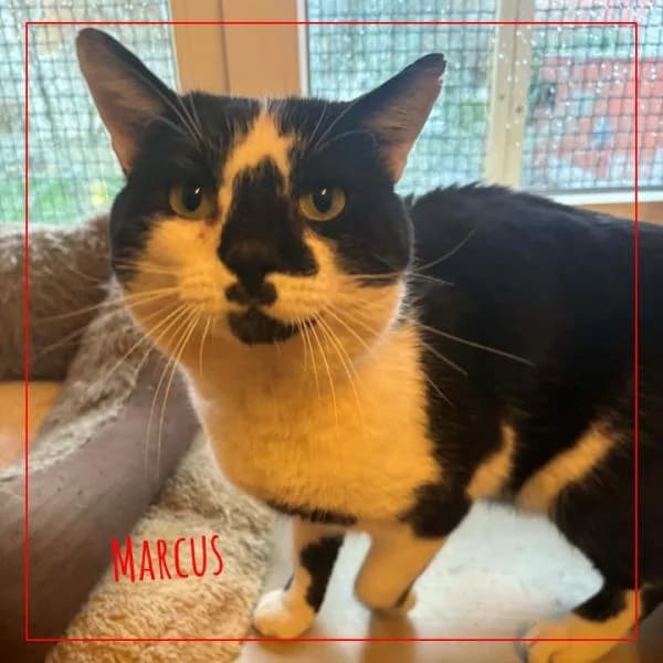 Marcus, male Mixed Breed for adoption at Adopte 1 Chat — photo 3 of 5