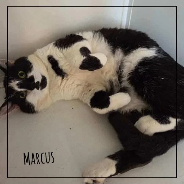 Marcus, male Mixed Breed for adoption at Adopte 1 Chat — photo 4 of 5
