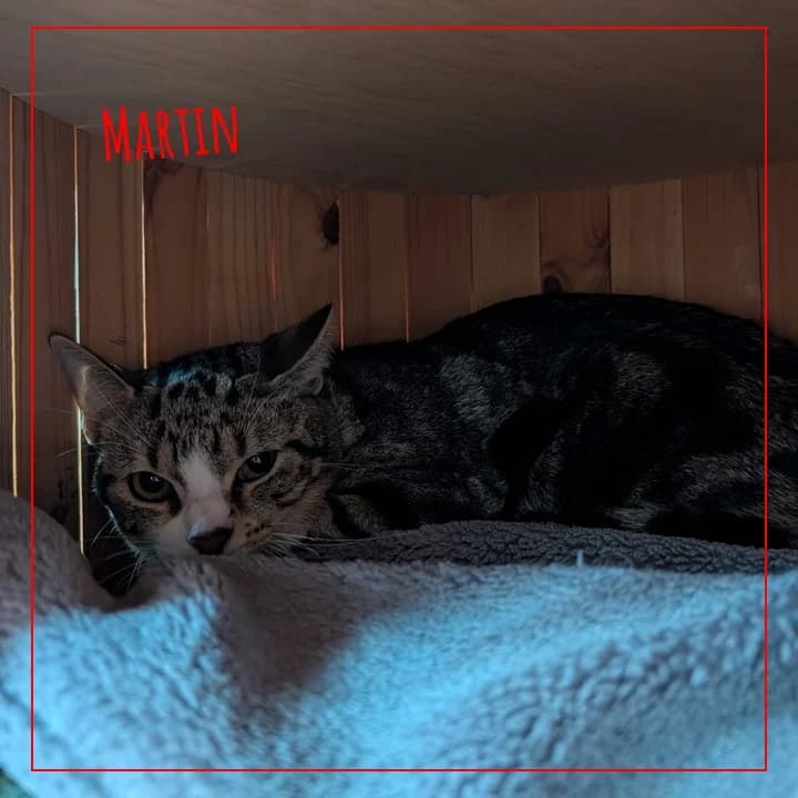 Martin, male Mixed Breed for adoption at Adopte 1 Chat