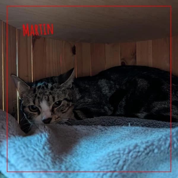 Martin, male Mixed Breed for adoption at Adopte 1 Chat — photo 2 of 2