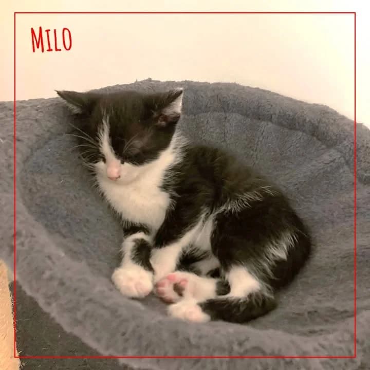 Milo, male puppy Mixed Breed for adoption at Adopte 1 Chat