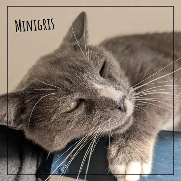 Minigris, male Mixed Breed for adoption at Adopte 1 Chat — photo 3 of 5