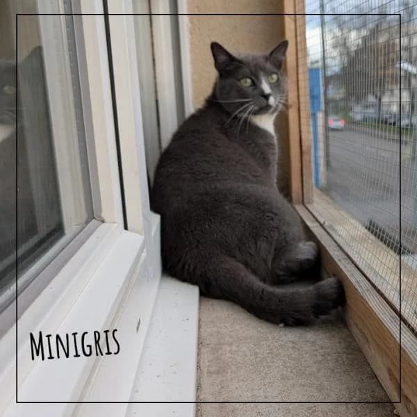 Minigris, male Mixed Breed for adoption at Adopte 1 Chat — photo 4 of 5