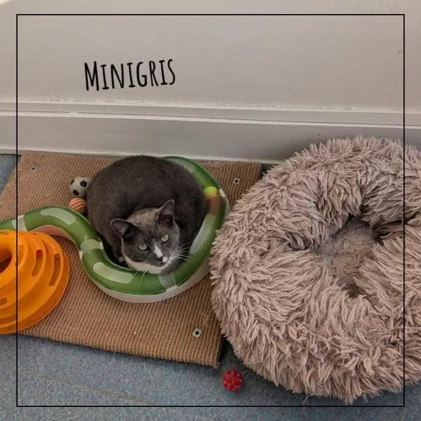 Minigris, male Mixed Breed for adoption at Adopte 1 Chat — photo 5 of 5