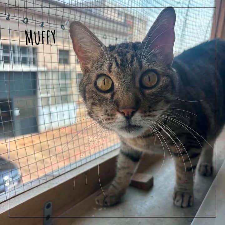 MUFFY, male Mixed Breed for adoption at Adopte 1 Chat