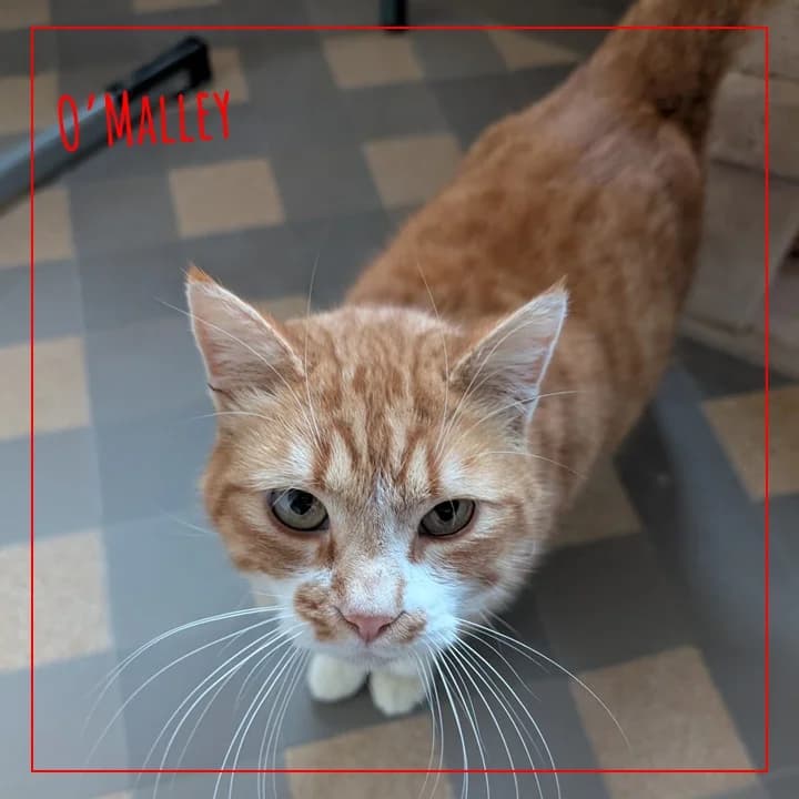 O'MALLEY, male Mixed Breed for adoption at Adopte 1 Chat