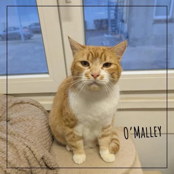 O'MALLEY, male Mixed Breed for adoption at Adopte 1 Chat — photo 3 of 5