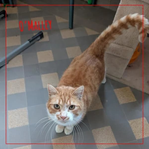 O'MALLEY, male Mixed Breed for adoption at Adopte 1 Chat — photo 4 of 5