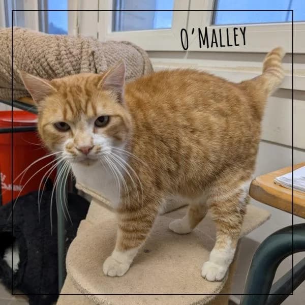 O'MALLEY, male Mixed Breed for adoption at Adopte 1 Chat — photo 5 of 5