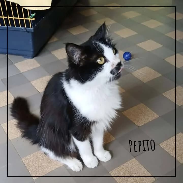 Pépito, male Mixed Breed for adoption at Adopte 1 Chat