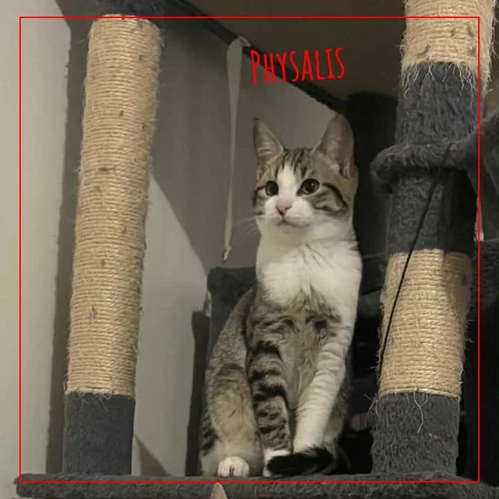 Physalis, female Mixed Breed for adoption at Adopte 1 Chat