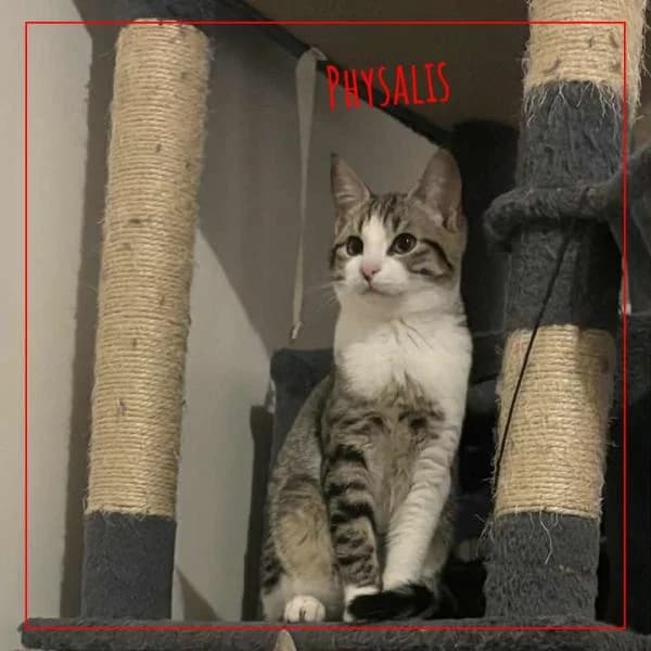 Physalis, female Mixed Breed for adoption at Adopte 1 Chat — photo 2 of 3