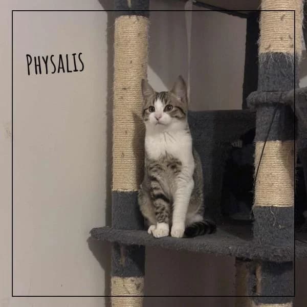 Physalis, female Mixed Breed for adoption at Adopte 1 Chat — photo 3 of 3