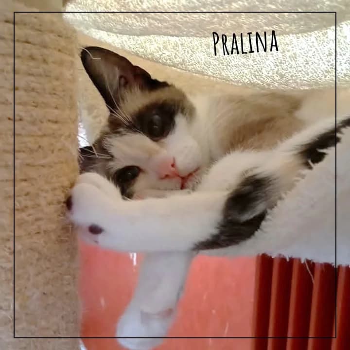 Pralina, female puppy Mixed Breed for adoption at Adopte 1 Chat