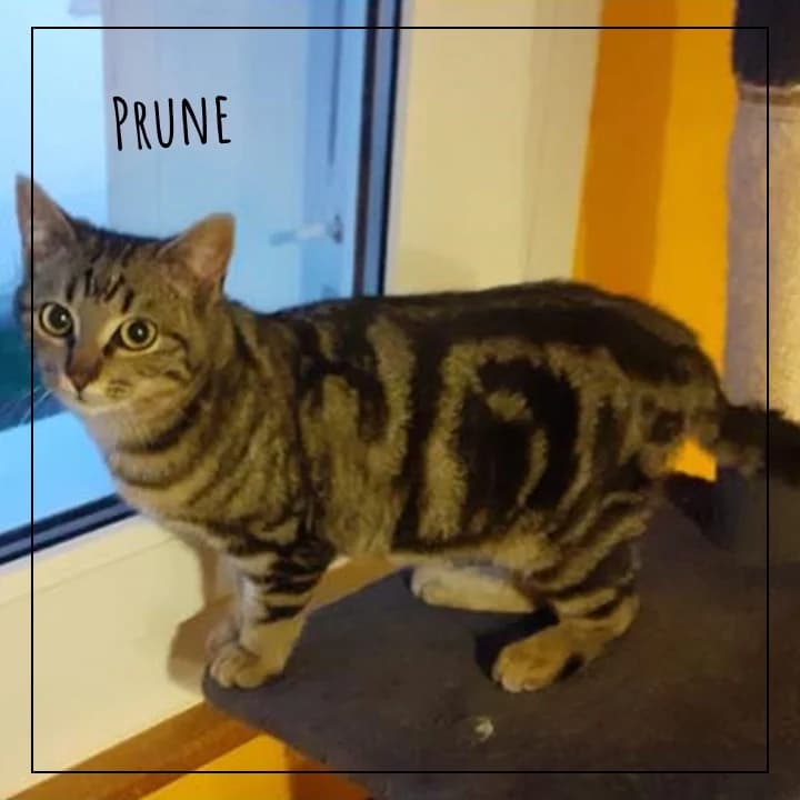 Prune, female Mixed Breed for adoption at Adopte 1 Chat