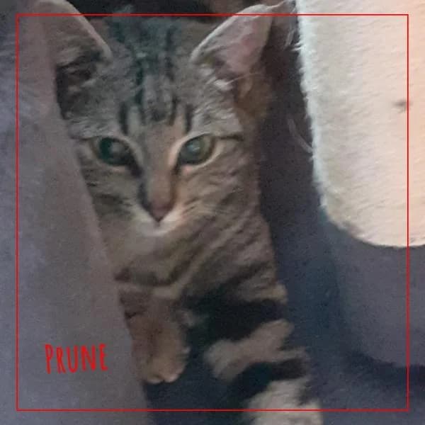 Prune, female Mixed Breed for adoption at Adopte 1 Chat — photo 2 of 3