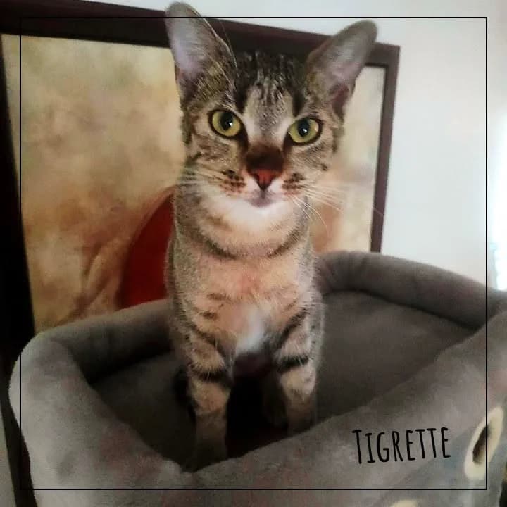 Tigrette, female Mixed Breed for adoption at Adopte 1 Chat