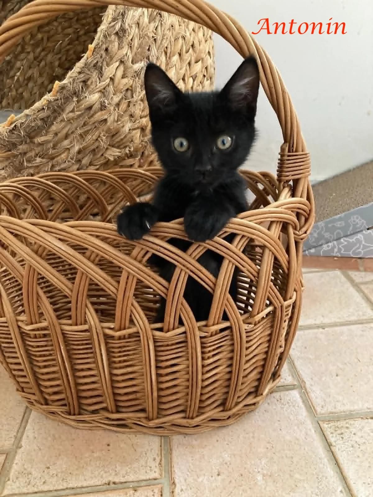 Antonin,  puppy Mixed Breed for adoption at Adopte Un Matou, Maurecourt