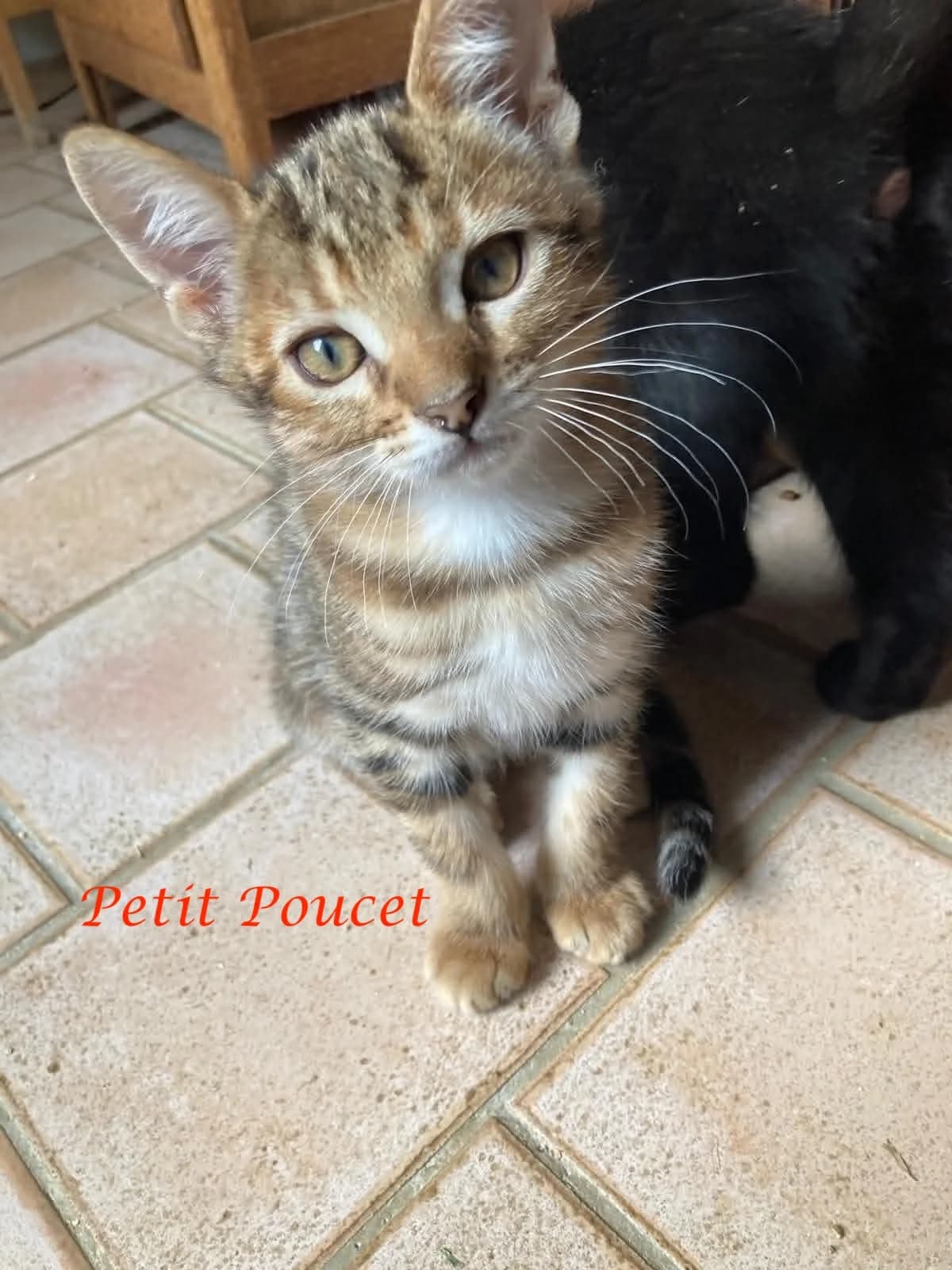 Petit Poucet,  puppy Mixed Breed for adoption at Adopte Un Matou, Maurecourt