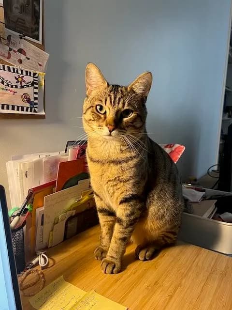 Simba,  3yo Mixed Breed for adoption at Adopte Un Matou, Maurecourt