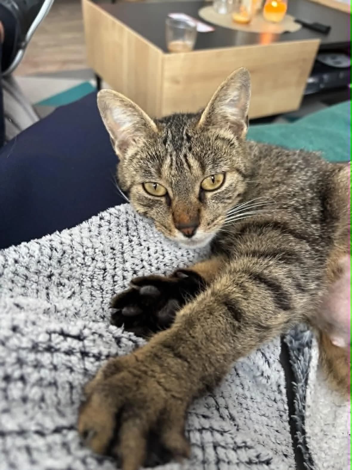 Meryl,  Mixed Breed for adoption at Adopte Un Matou, Maurecourt