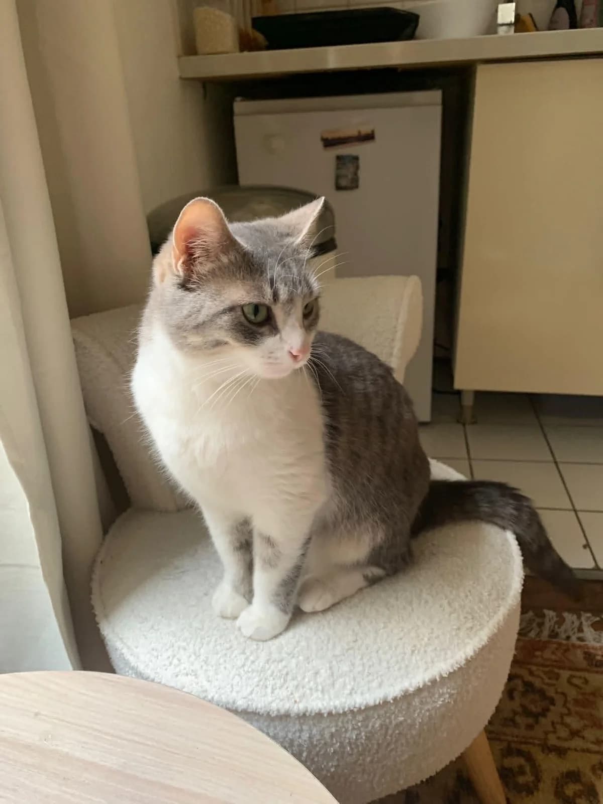 Thalia,  3yo Mixed Breed for adoption at Adopte Un Matou, Maurecourt