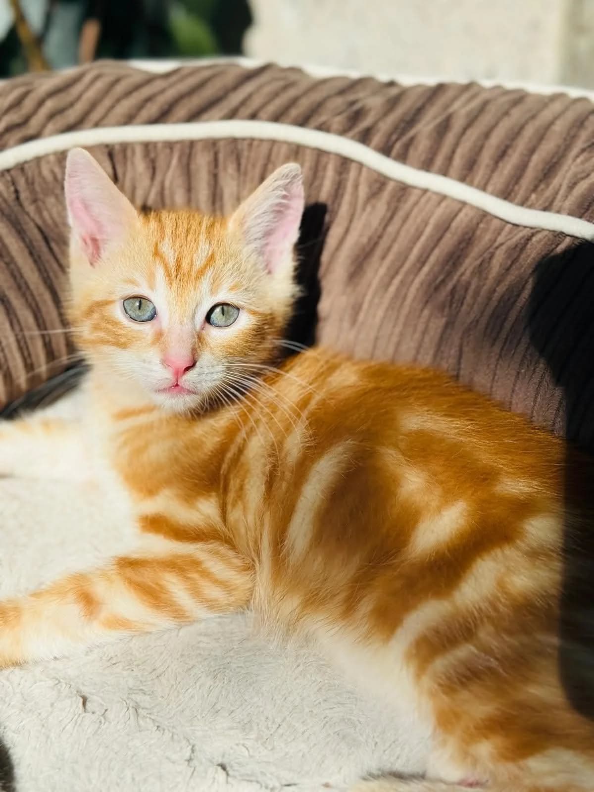 Garfield,  puppy Mixed Breed for adoption at Adopte Un Matou, Maurecourt