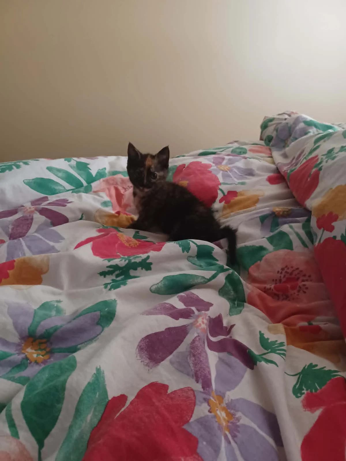 Beyoncé,  puppy Mixed Breed for adoption at Adopte Un Matou, Maurecourt