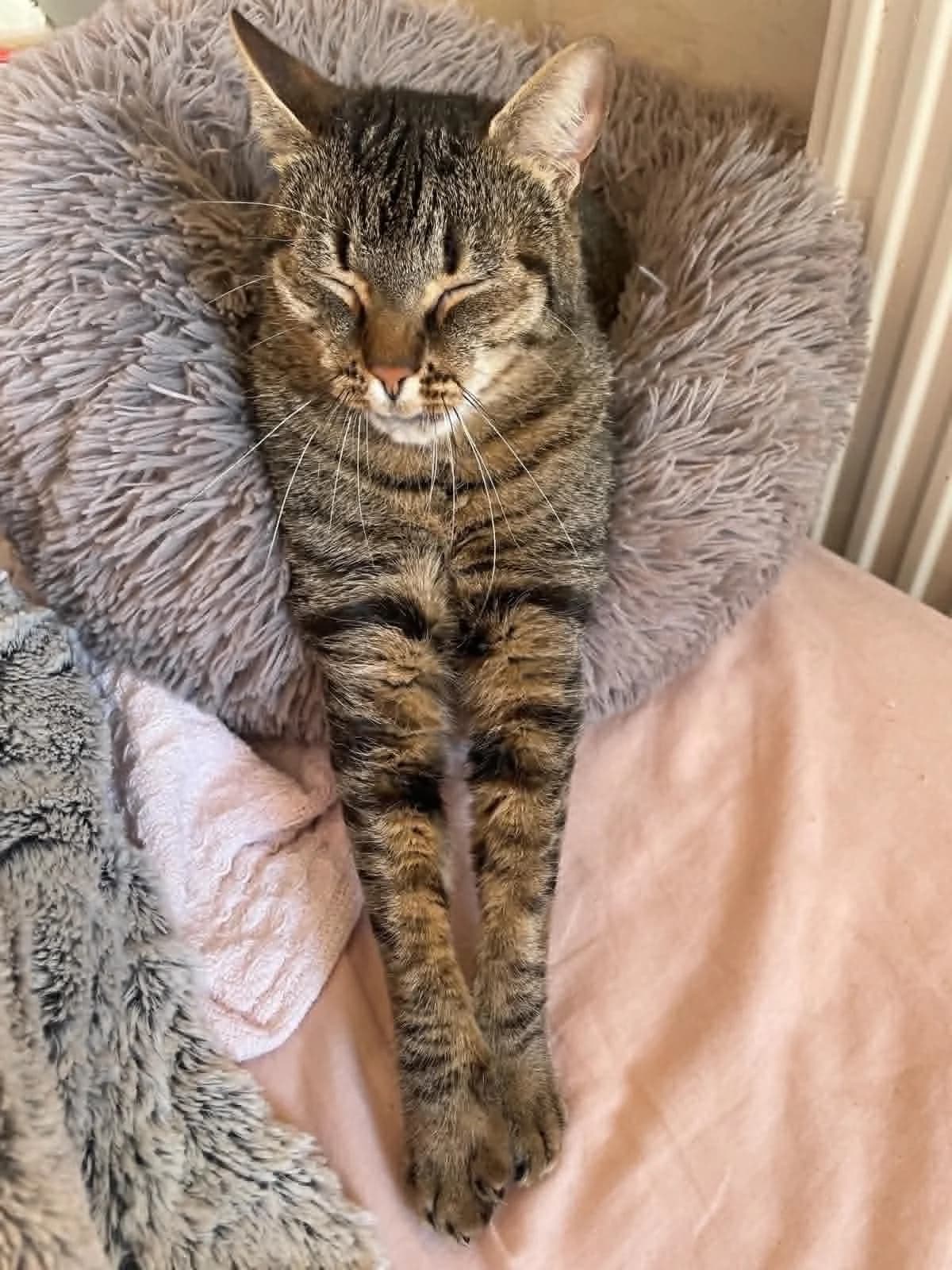 Simba, Mixed Breed (Adopte Un Matou)