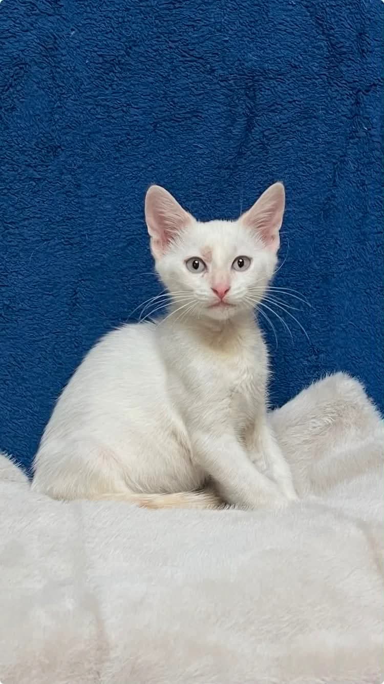 Gaspard, male puppy Mixed Breed for adoption at Adopte Un Matou, Maurecourt