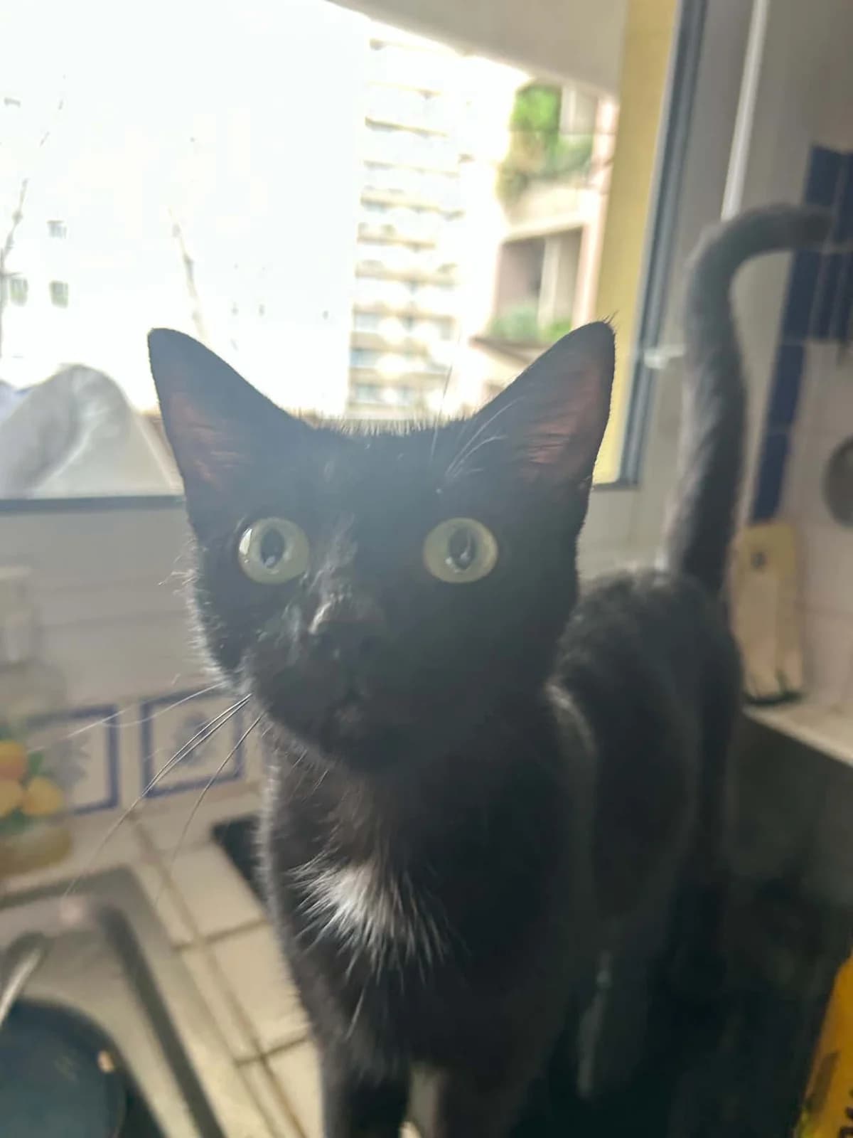 Cléopatre, Mixed Breed (Adopte Un Matou)