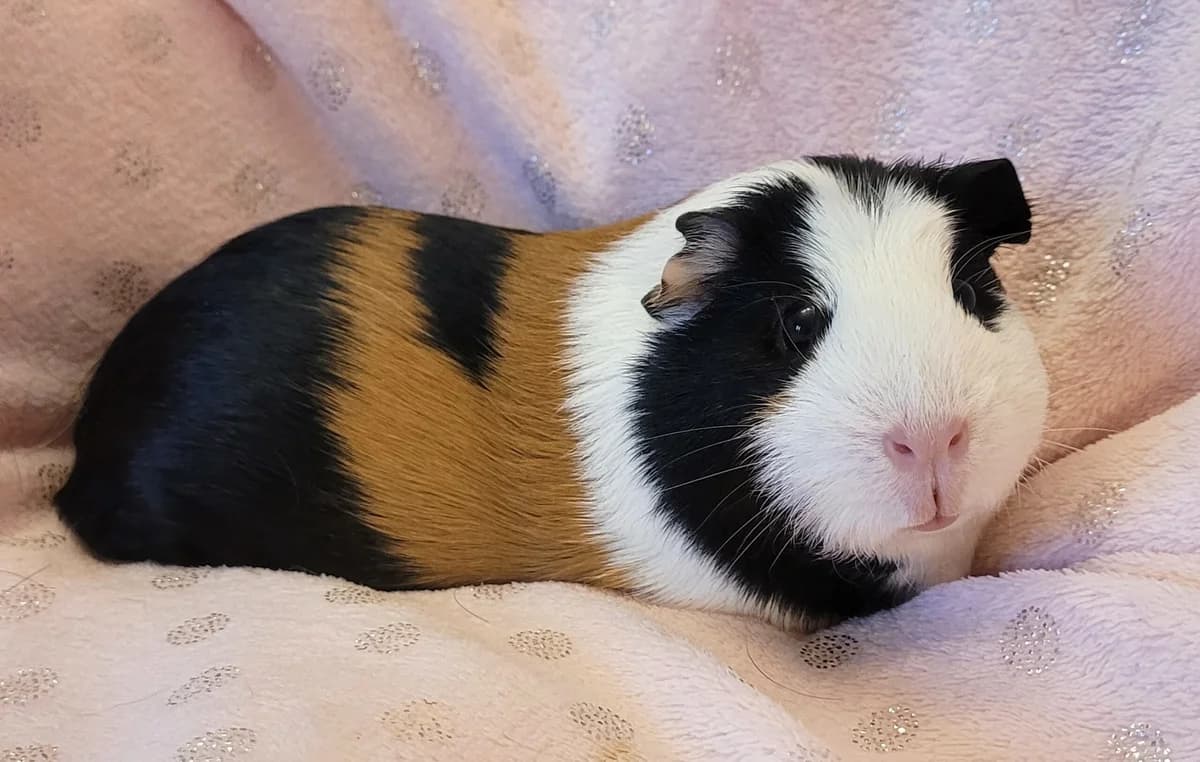 Lilie, cochon d’inde femelle née vers mi 2024 (Sevran, 93), female young Mixed Breed for adoption at Adopte un Rongeur, adopte un rongeur