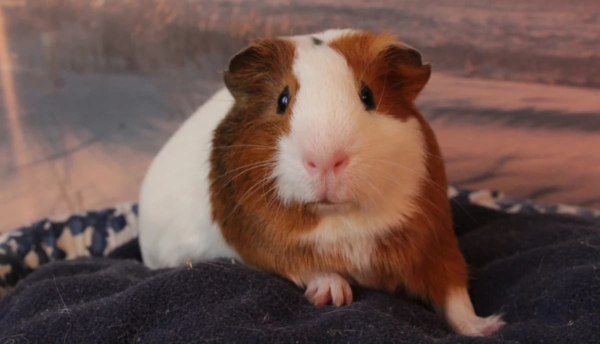 Virgule, cochon d’Inde castré (Creil, 60), male Mixed Breed for adoption at Adopte un Rongeur, adopte un rongeur