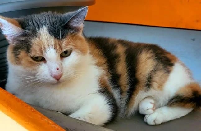 Dryade,  Mixed Breed for adoption at AdopteUnChat.org, Châteauneuf-du-Faou