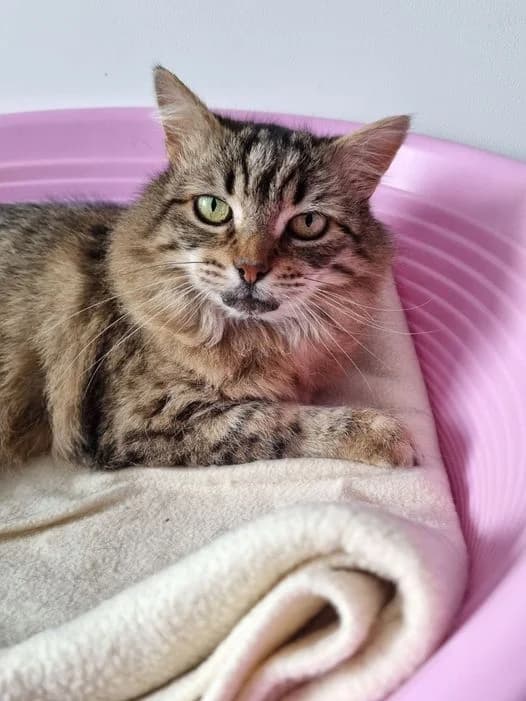 Anémone,  Mixed Breed for adoption at AdopteUnChat.org, Châteauneuf-du-Faou